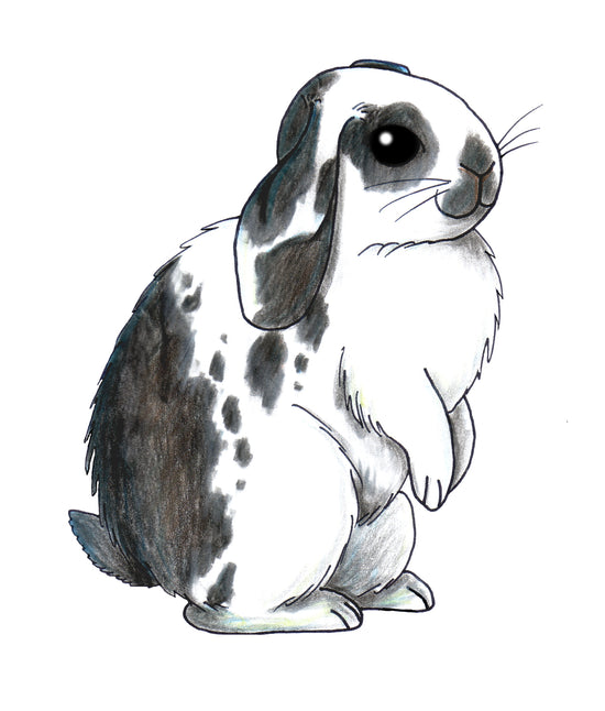 Begging_Lop_-_black_spotted - Bunny Creations